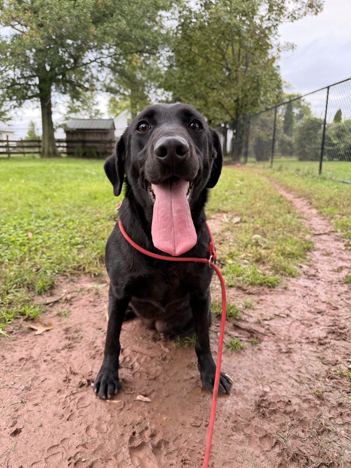 Ceileann Fern, a black Labrador, sitting outdoors