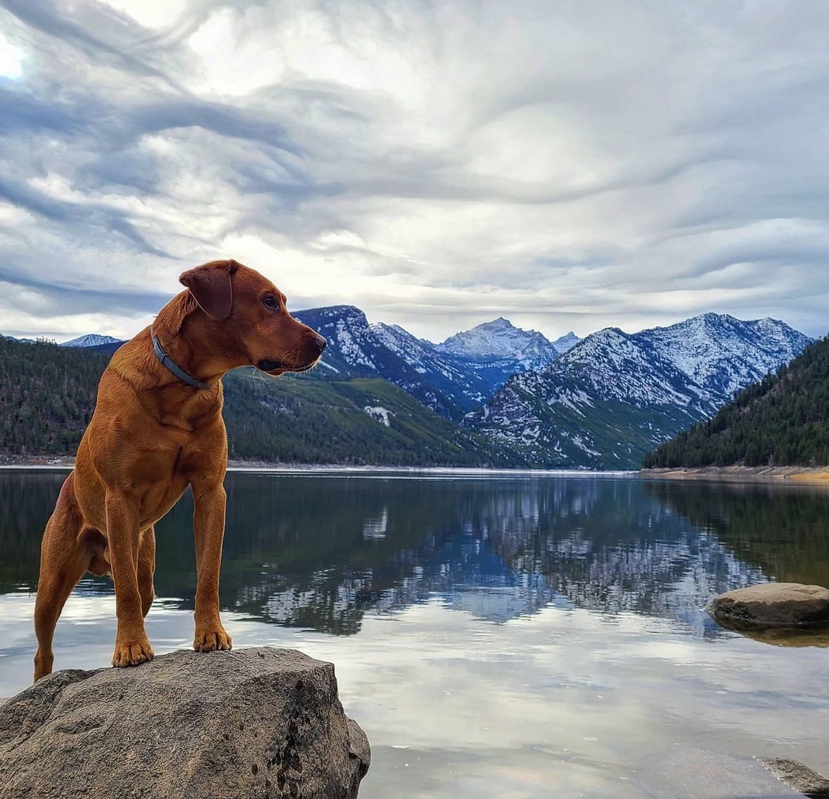 Demi’s Ruger, a fox red Labrador, standing on a rock by a mountain lake