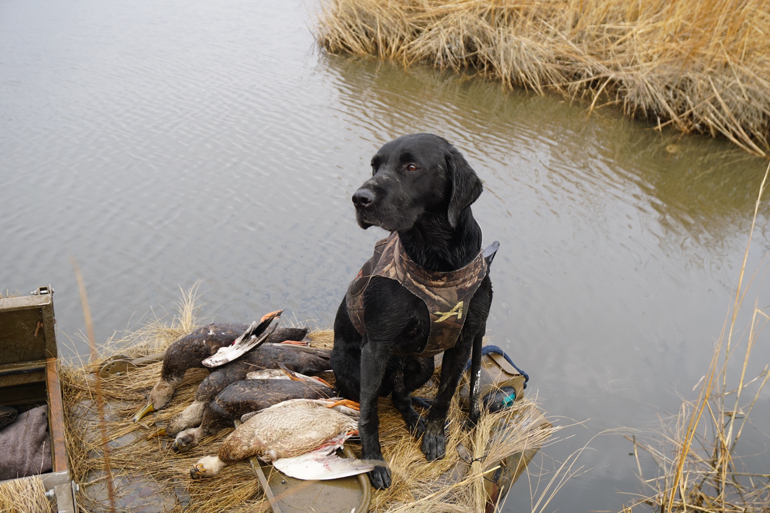 MHR Dollingstown Ollie, Axl, a black Labrador, beside retrieved ducks at the water's edge