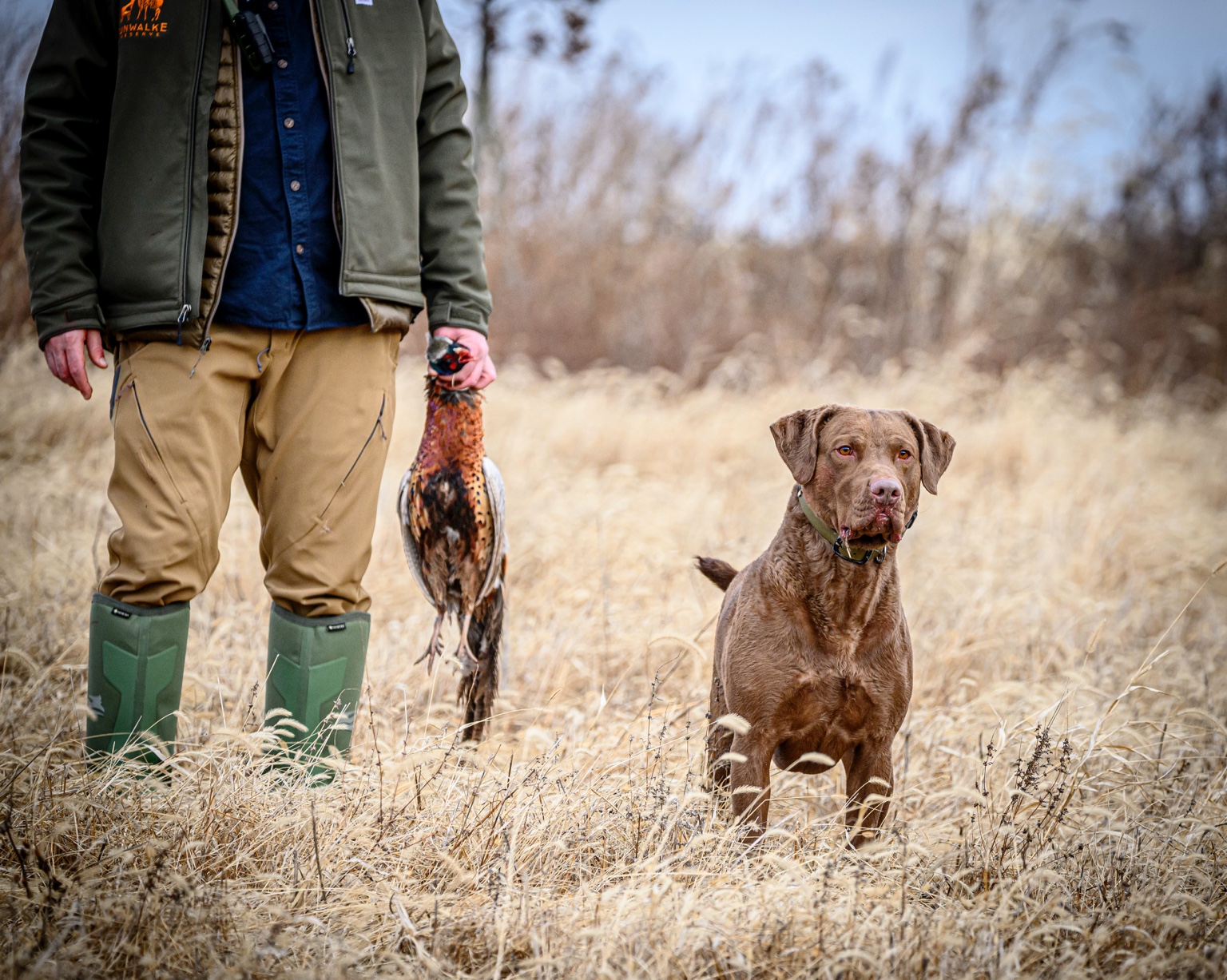 Brown Labrador with a hunter and bird