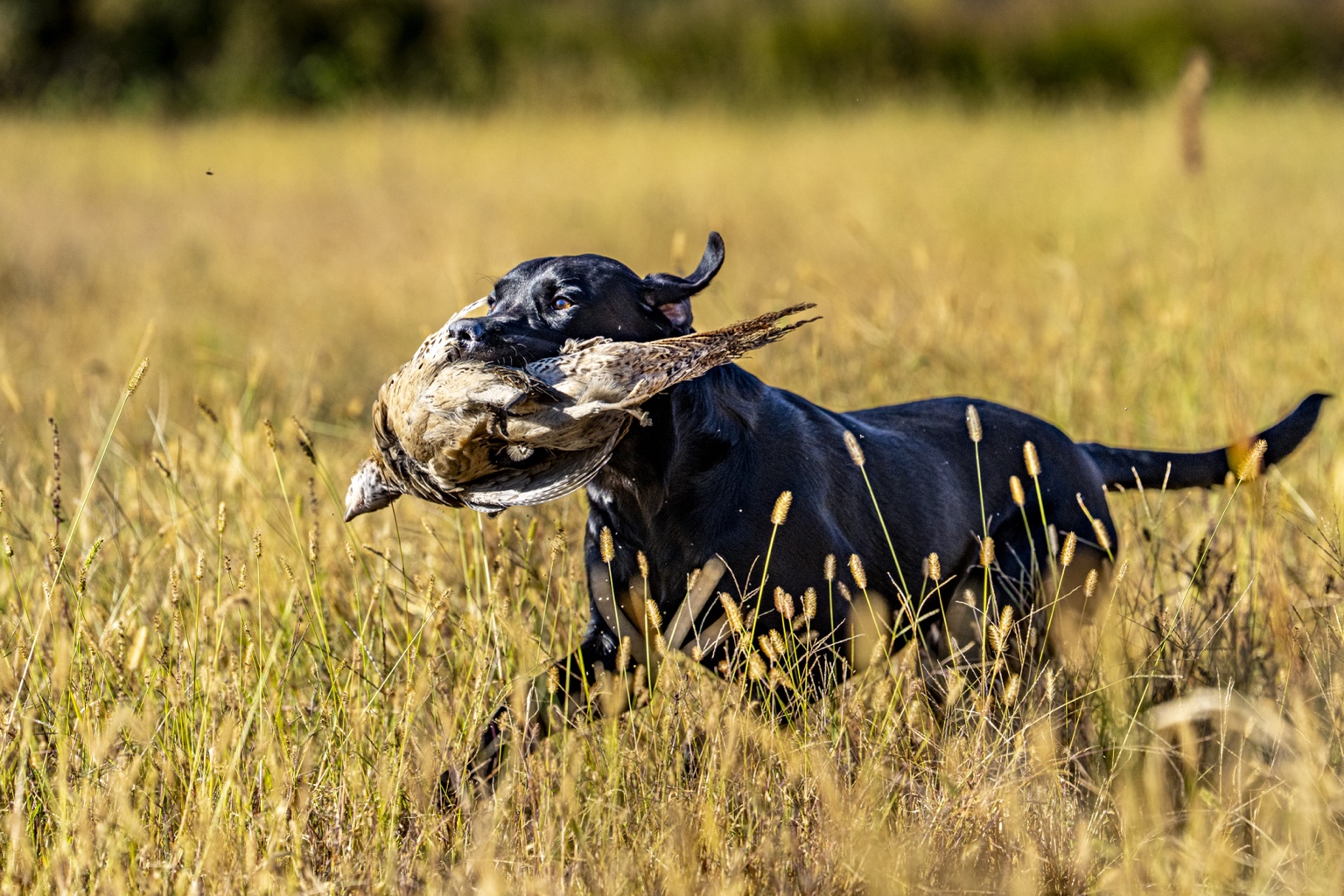 Black Labrador retrieving a bird through the grass