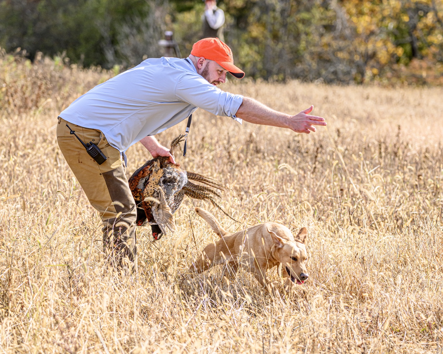 Handler working with a Labrador after a retrieve