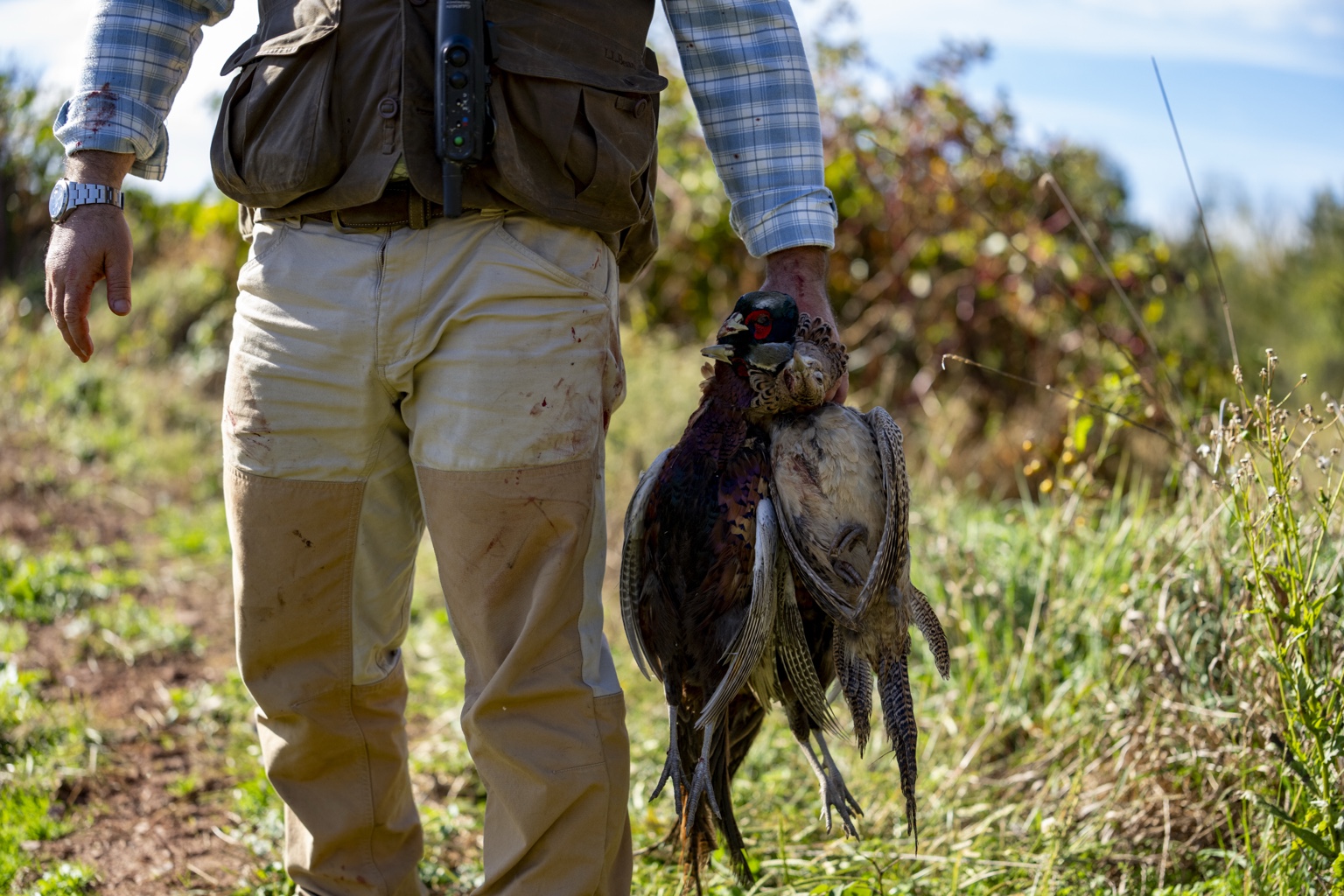 Hunter carrying a pheasant in the field