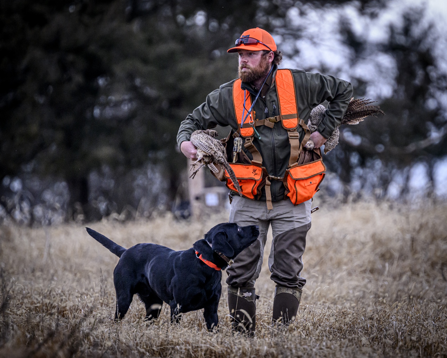 Hunter and black Labrador working together in the field