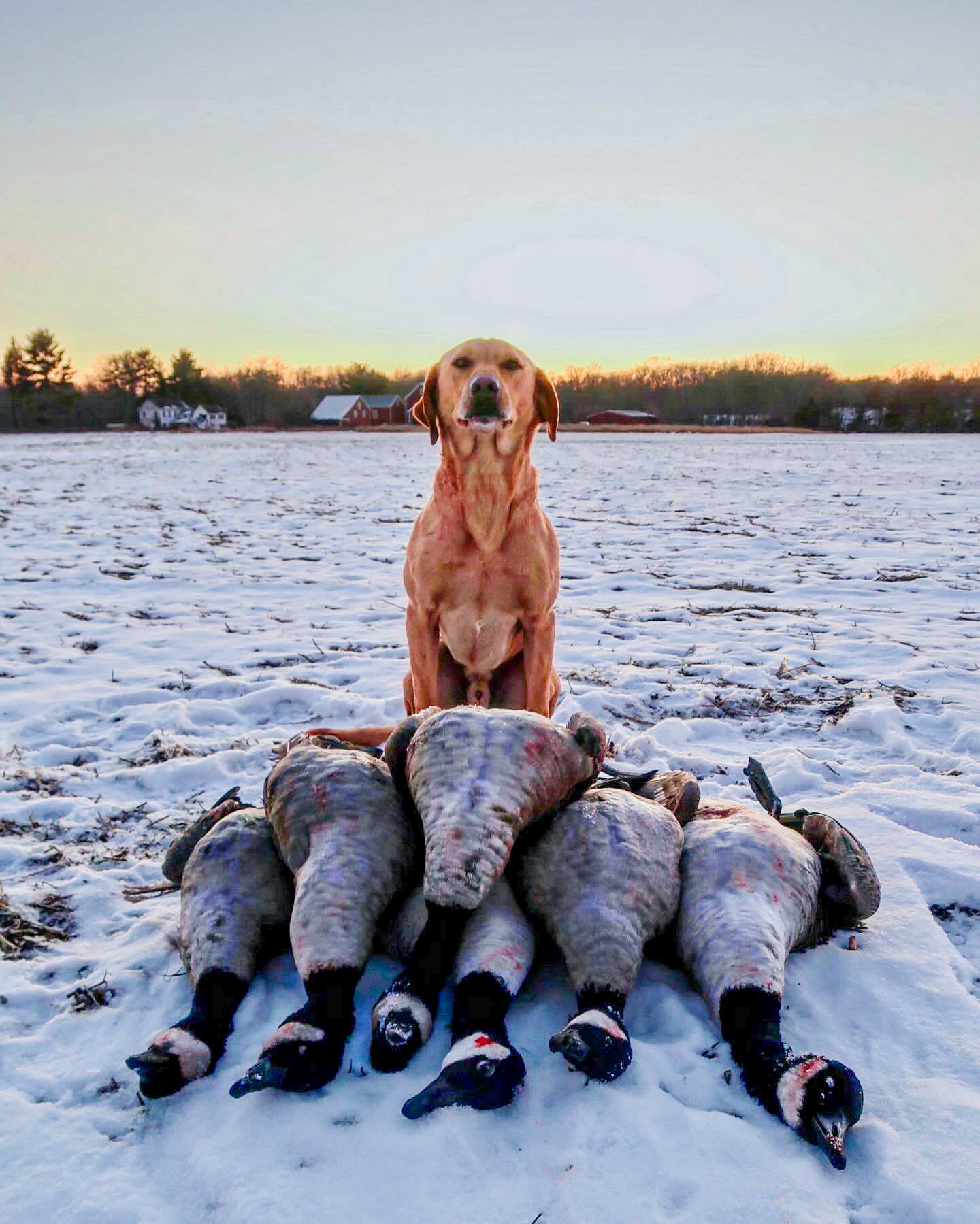 FHP Goose, a yellow Labrador, behind retrieved geese in a snowy field