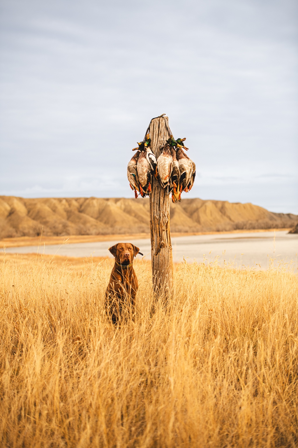 Labrador sitting beside ducks in golden grass