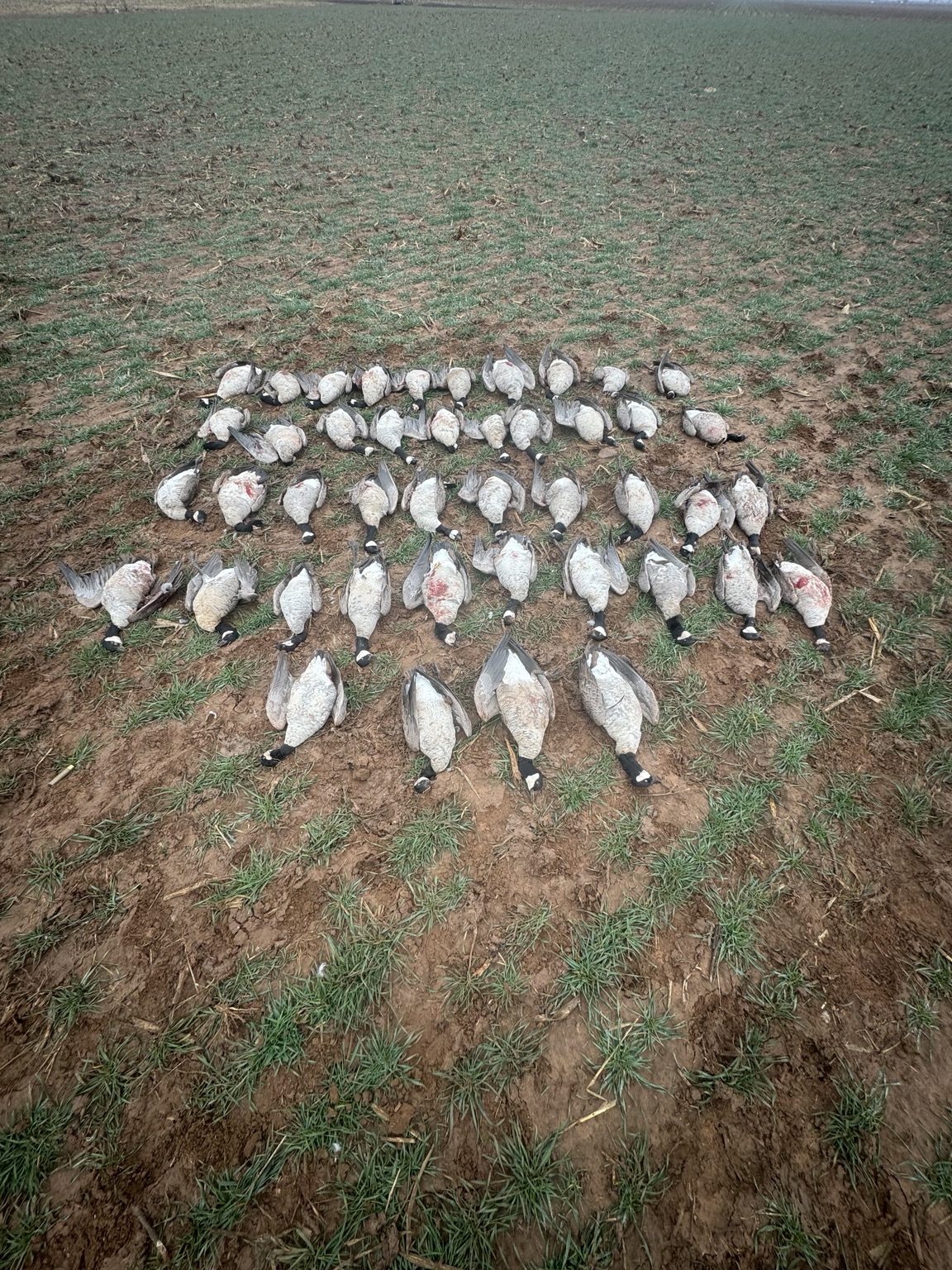 Birds laid out after a field hunt