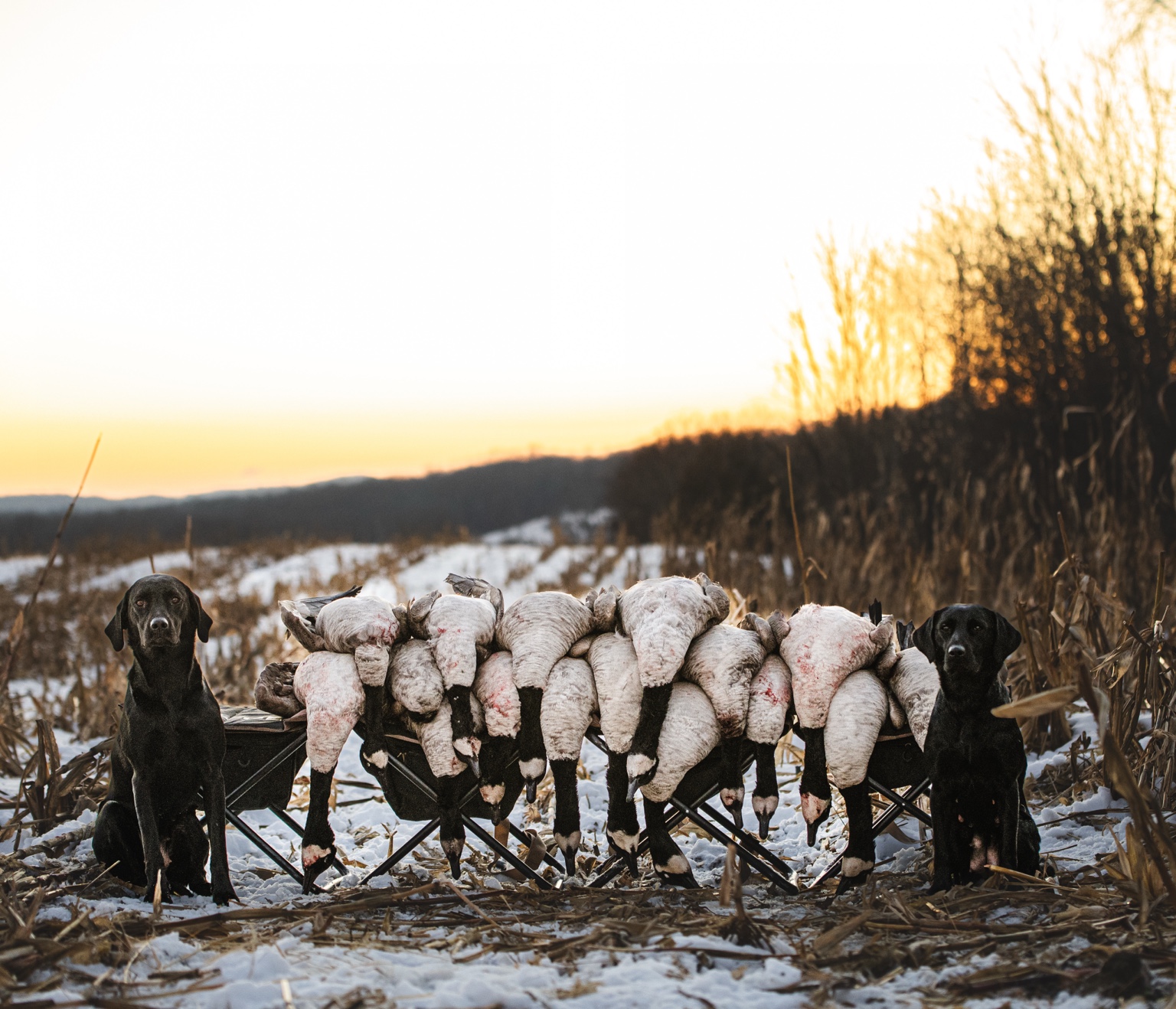 Two black Labradors beside birds at dusk