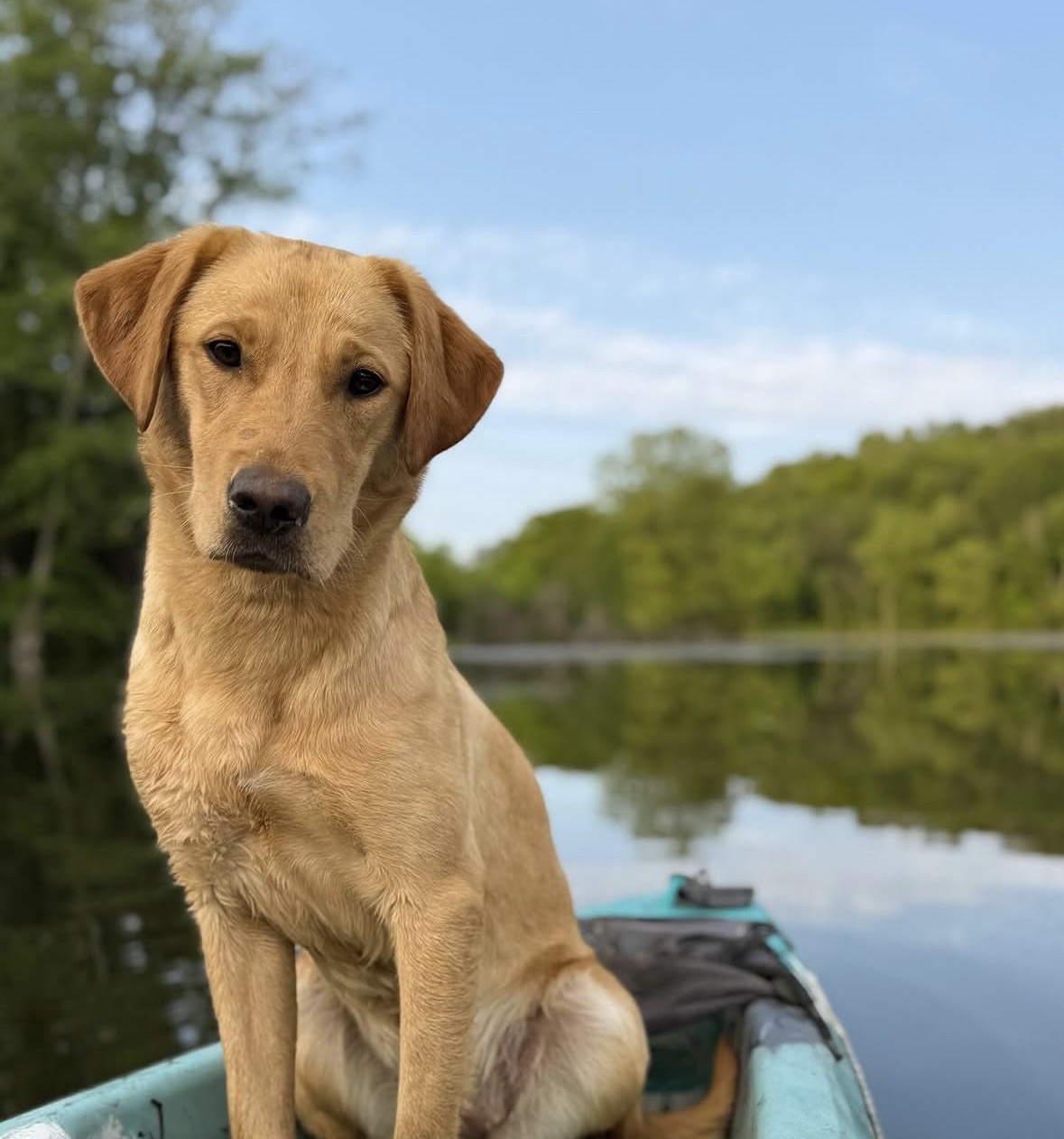 Rockin’ B Nellie, a yellow Labrador, sitting in a boat on the water