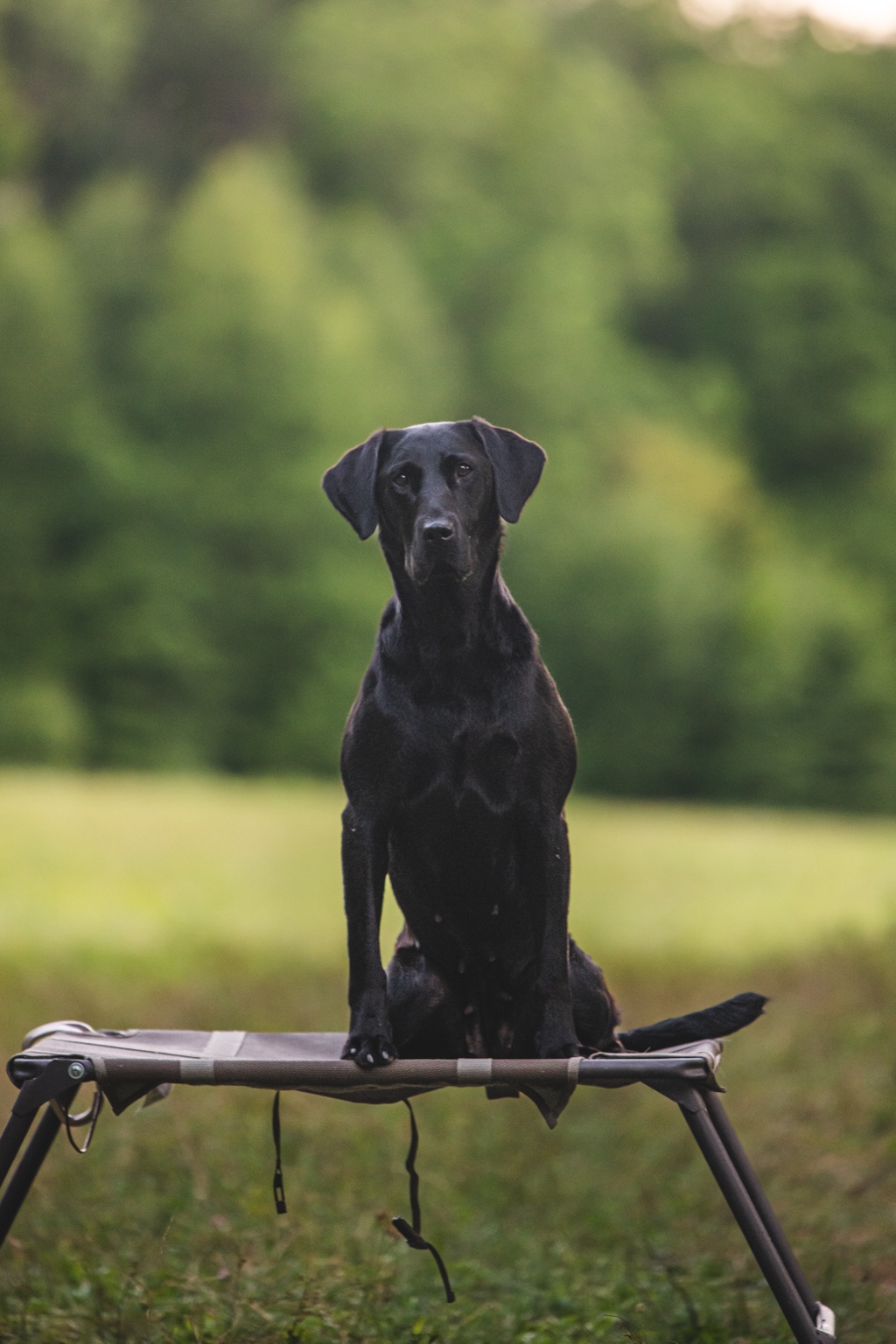 Rockin’ B Raven, a black Labrador, sitting on a training platform outdoors
