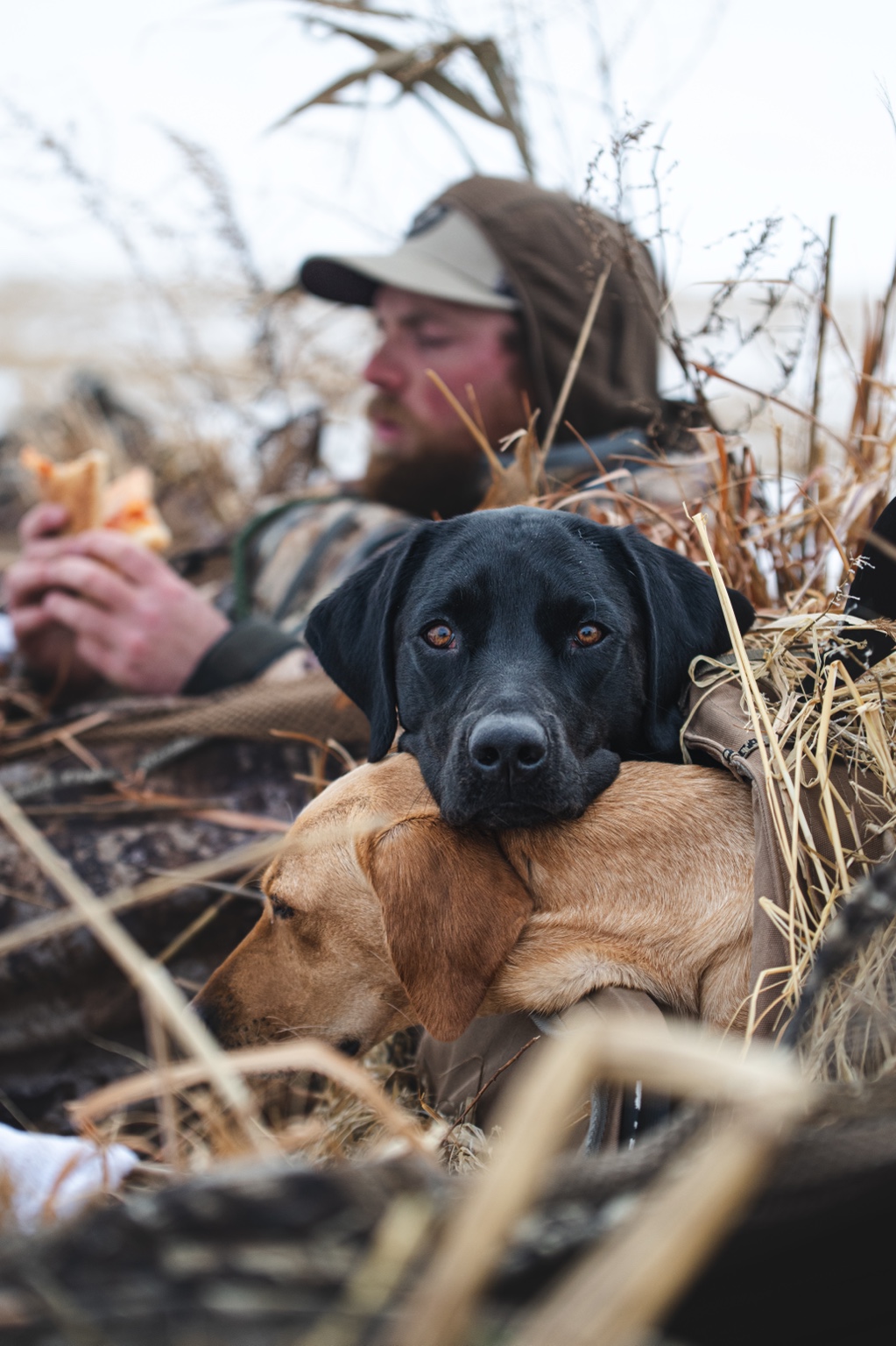 Two Rockin’ B Labradors resting together in a hunting blind