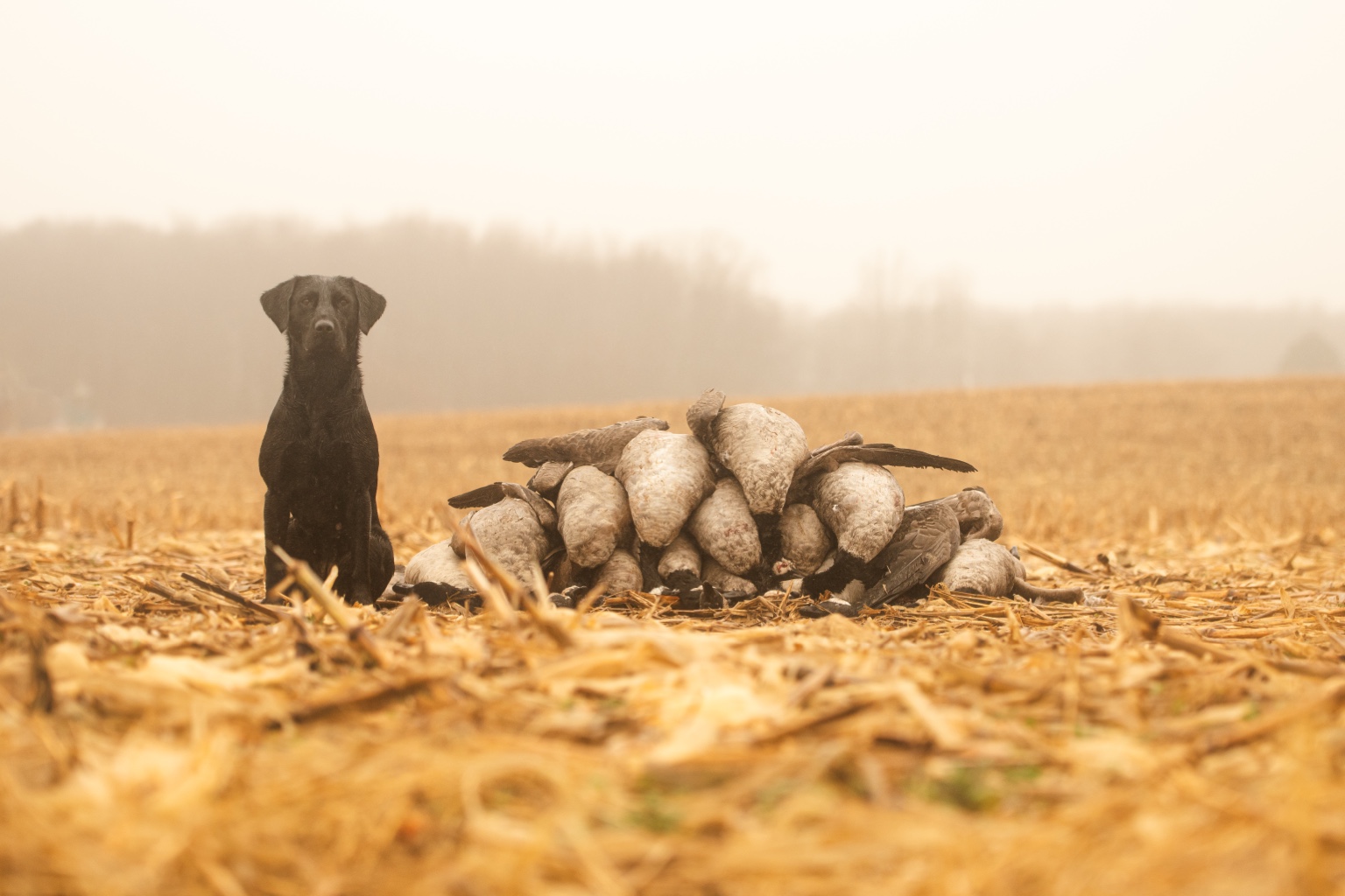 Black Labrador beside a spread of birds in a golden field