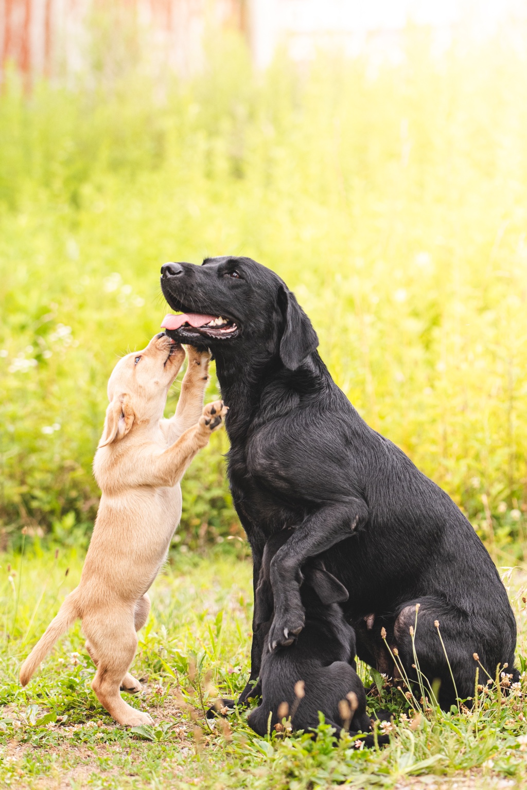 Black Labrador with her puppies in the grass