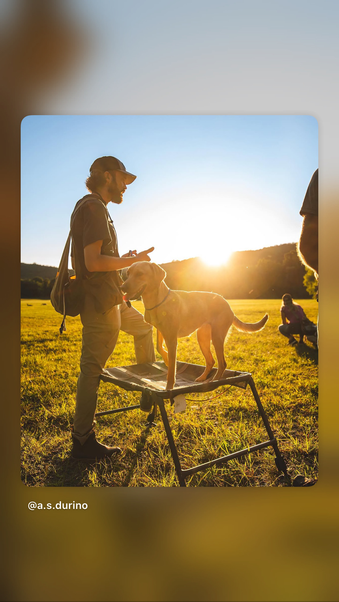 Trainer working with a yellow Labrador on a place platform