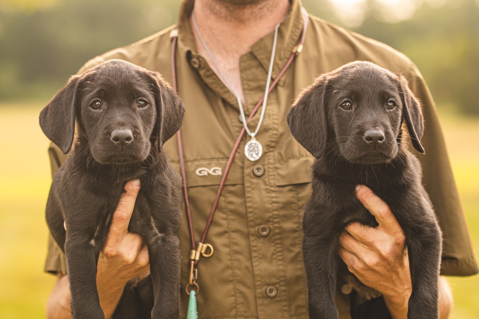 Two black Labrador puppies being held outdoors