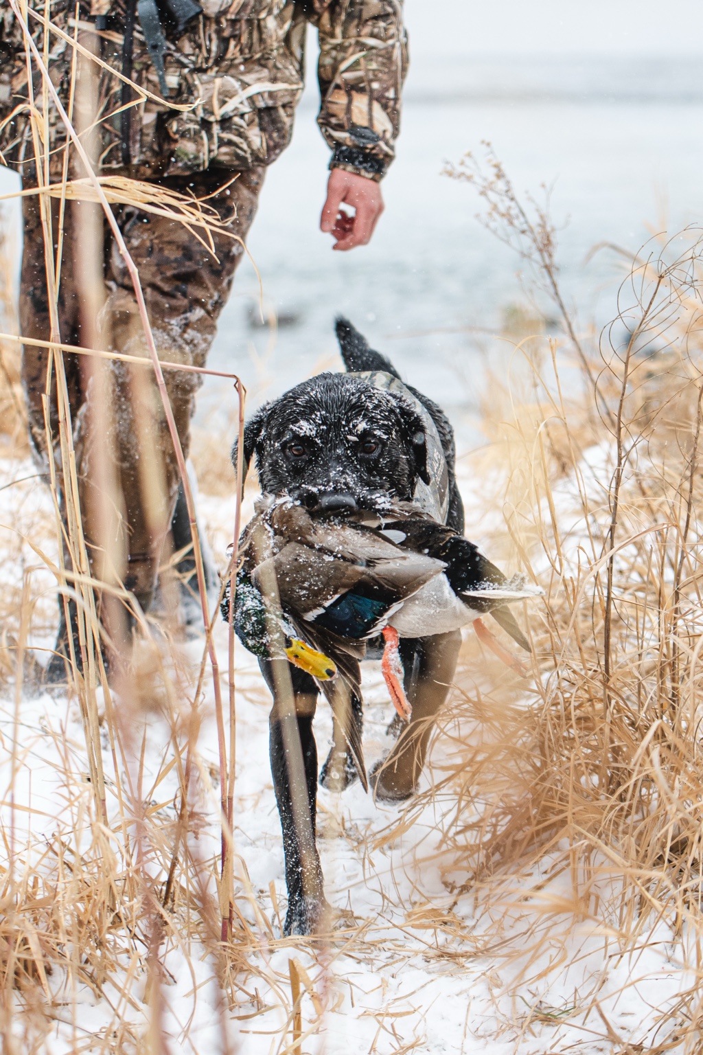 Black Labrador retrieving a mallard through snowy grass